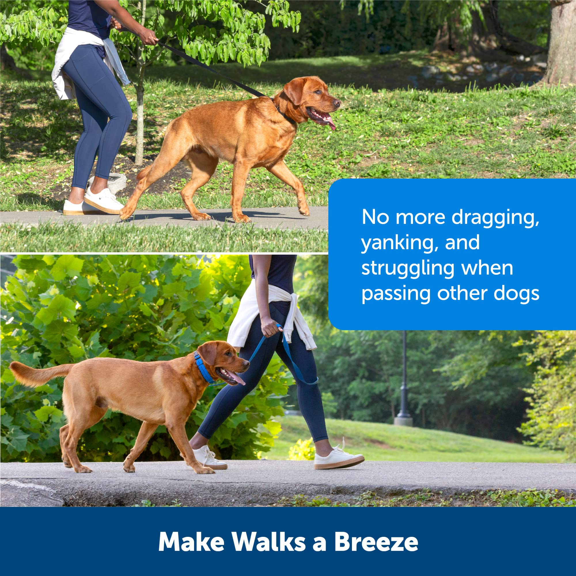 PetSafe collier transformé en martingale pour usage quotidien pratique