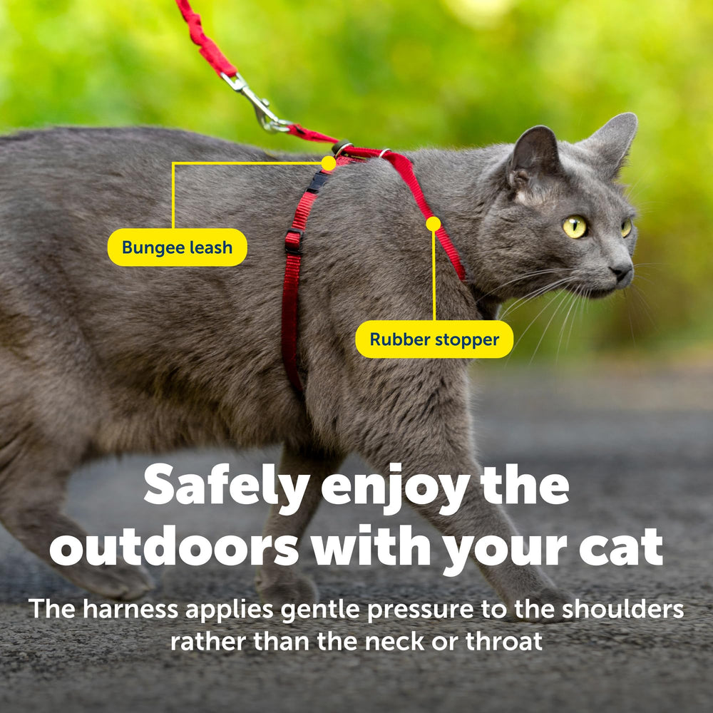 PetSafe harnais taille Medium porté par chat pour évaluer l’échelle