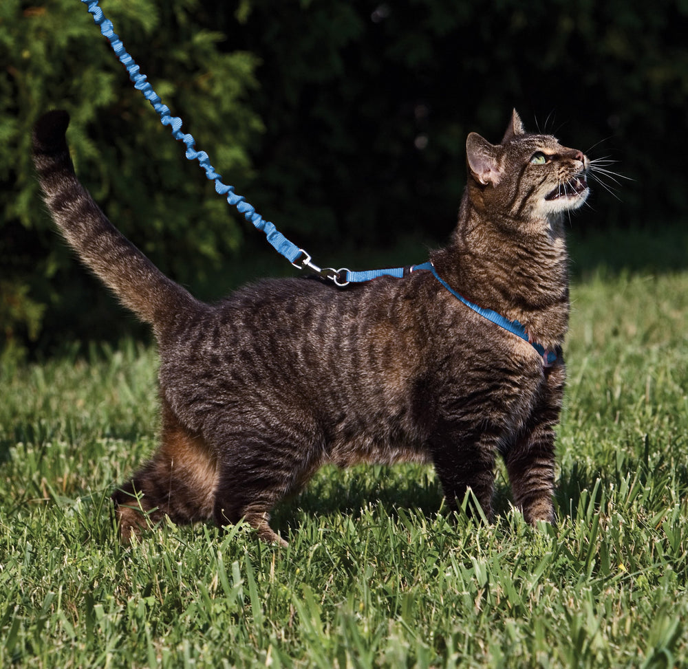 PetSafe gros plan tissu doux apportant confort sécurisé