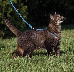 PetSafe gros plan tissu doux apportant confort sécurisé