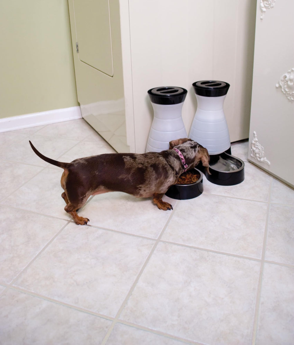 PetSafe gros plan bol acier inoxydable, hygiène et durabilité pour animal
