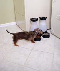 PetSafe gros plan bol acier inoxydable, hygiène et durabilité pour animal