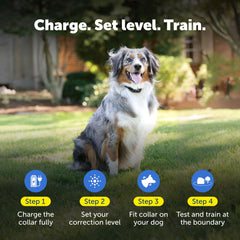 Chien portant le collier PetSafe YardMax dans le jardin montrant liberté contrôlée