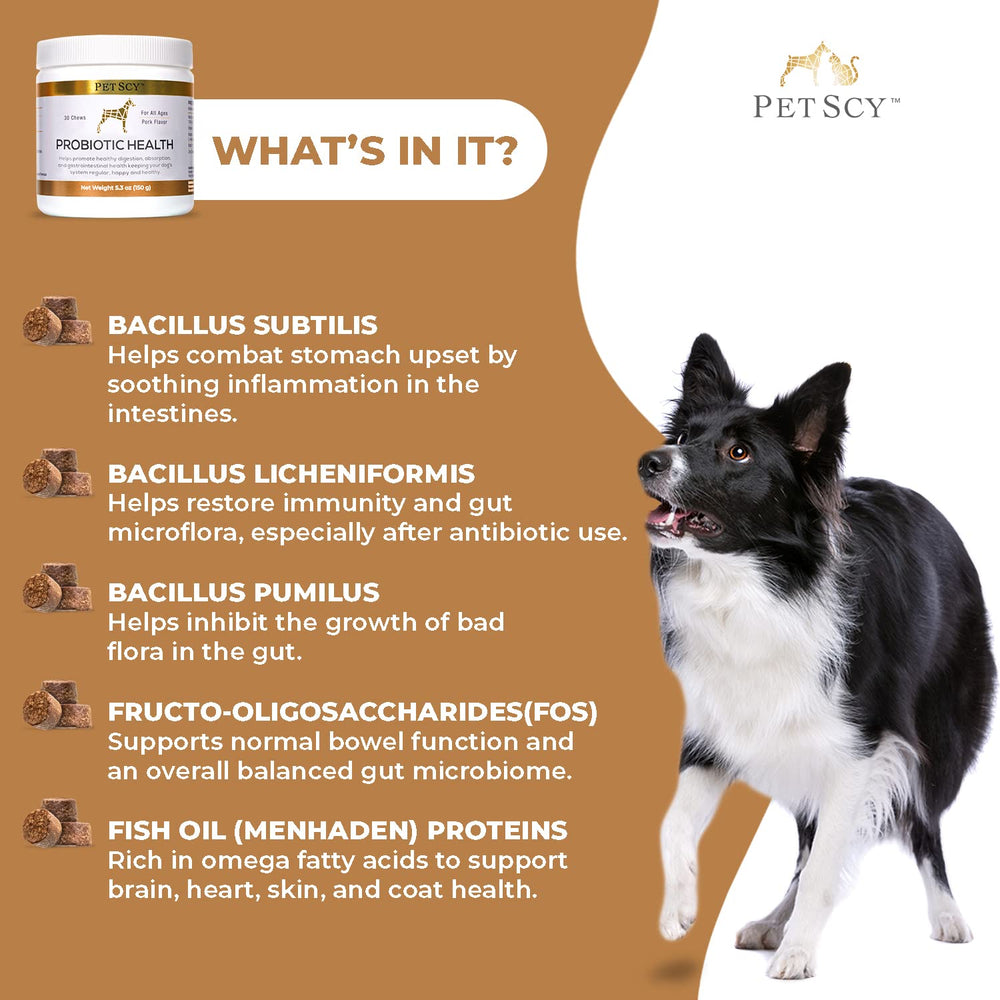 Chien acceptant une friandise Petscy bénéfice apport probiotique pratique