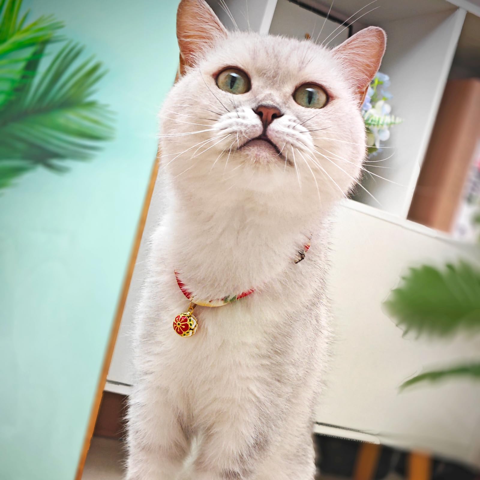 PetsMeow chat portant collier kimono illustrant ajustement et style