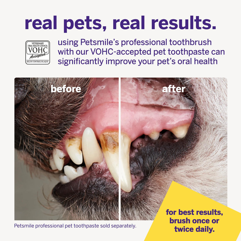 petsmile brossage chat en situation, adapté aux petites mâchoires sensibles