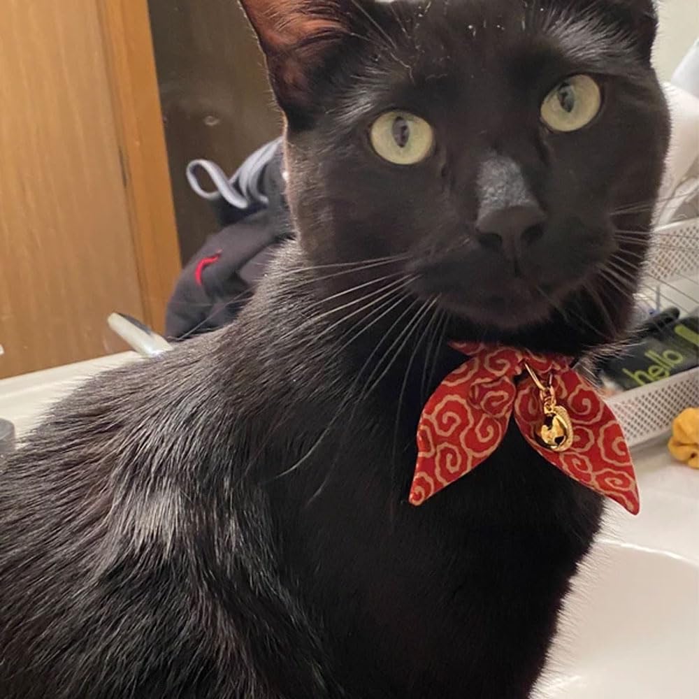 PetSoKoo chat portant collier apparence soignée et confortable