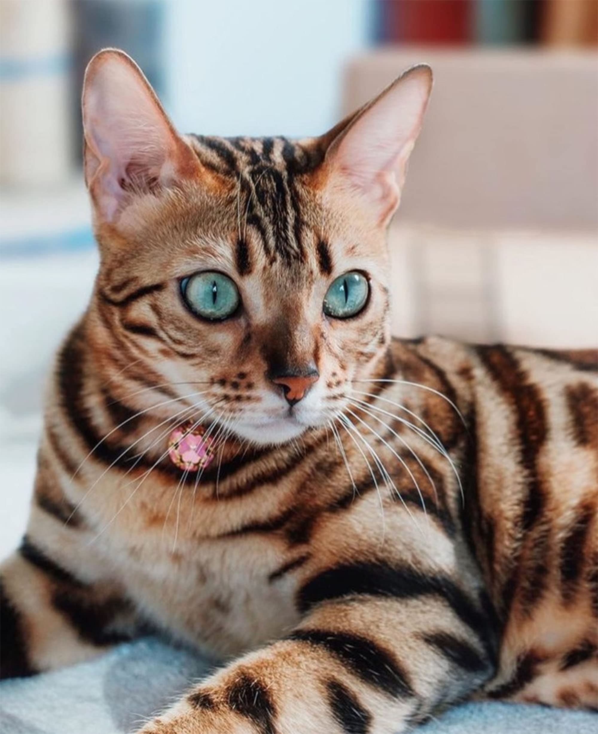 PetSoKoo clochette et pendentif trèfle, ajout décoratif discret