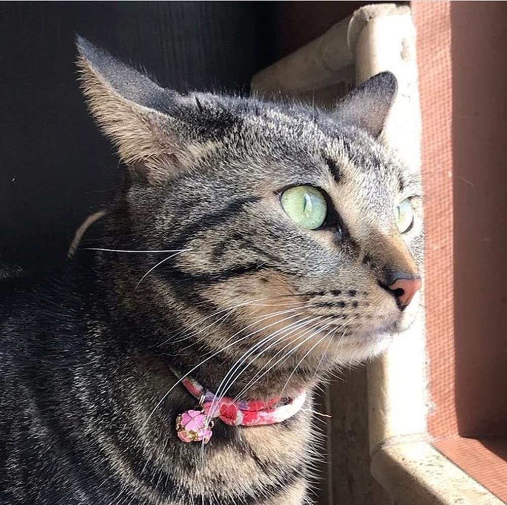 PetSoKoo collier porté sur chaton, léger et bien ajusté