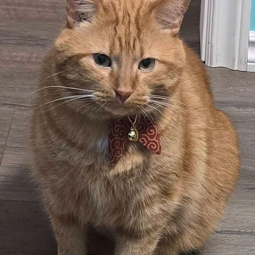 PetSoKoo comparaison taille collier adapté chaton et adulte