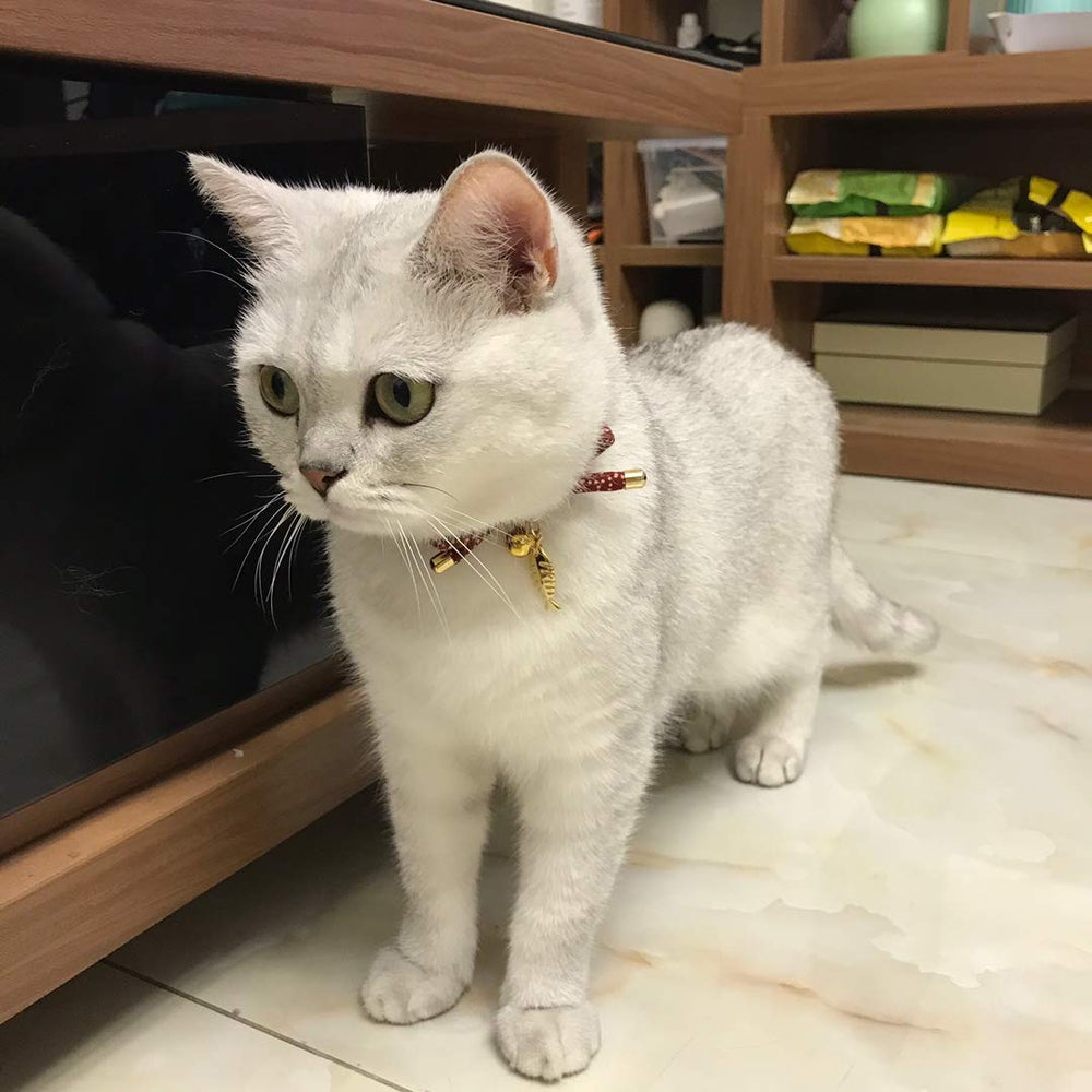 PetSoKoo chat portant le collier léger et ajustable
