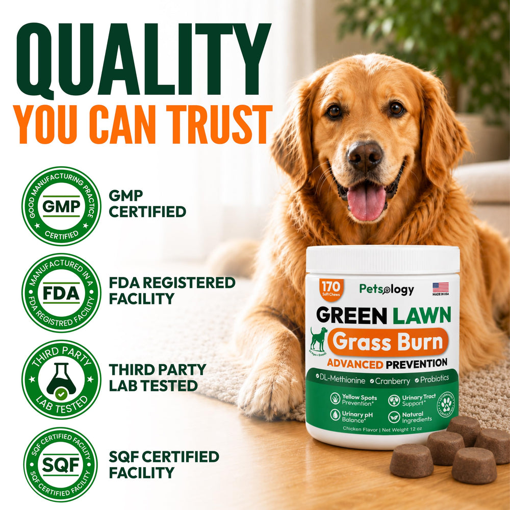 Petsology chien mange pastille pour soutien digestif quotidien