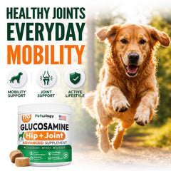 Petsology gros plan friandise, bénéfice appétence et texture attrayante