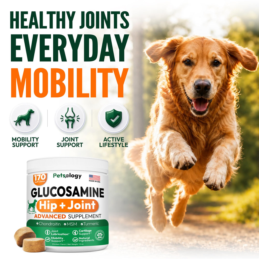 Petsology friandise gros plan montrant texture appétente et praticité