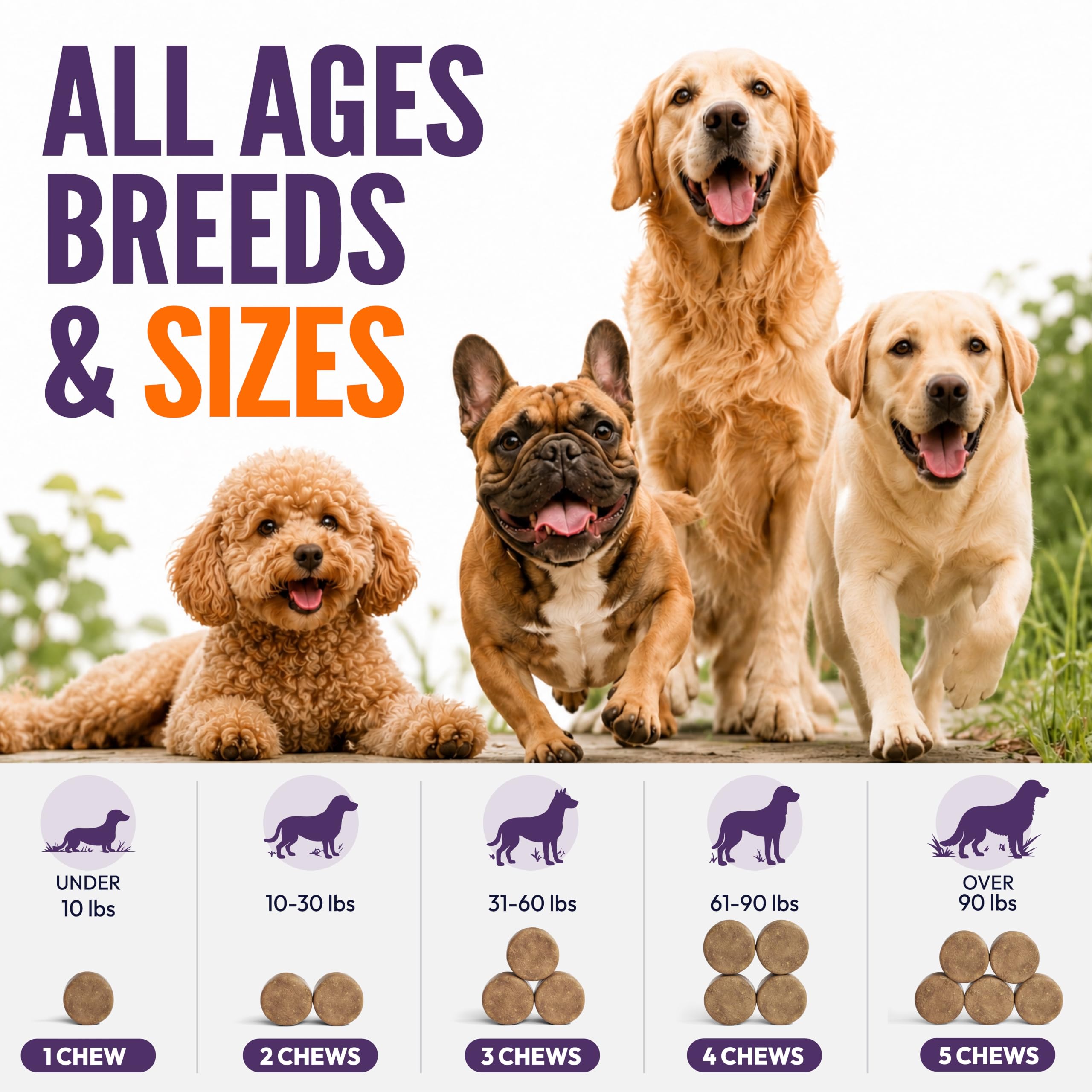 Petsology tableau nutriments montrant vitamines et minéraux pour bien-être global