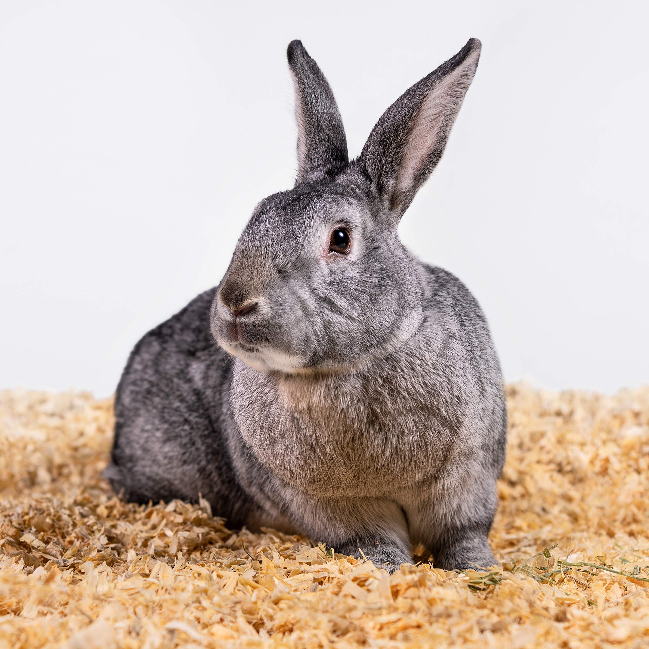 PETSPICK environnement écologique évoquant matériau biodégradable et sûr