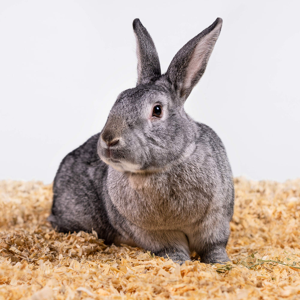 PETSPICK environnement écologique évoquant matériau biodégradable et sûr