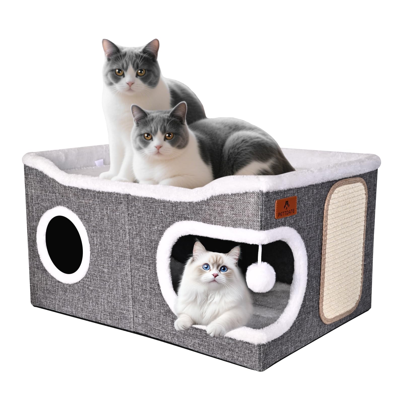 PETTDATE comparaison d'échelle montrant taille adaptée aux grands chatons