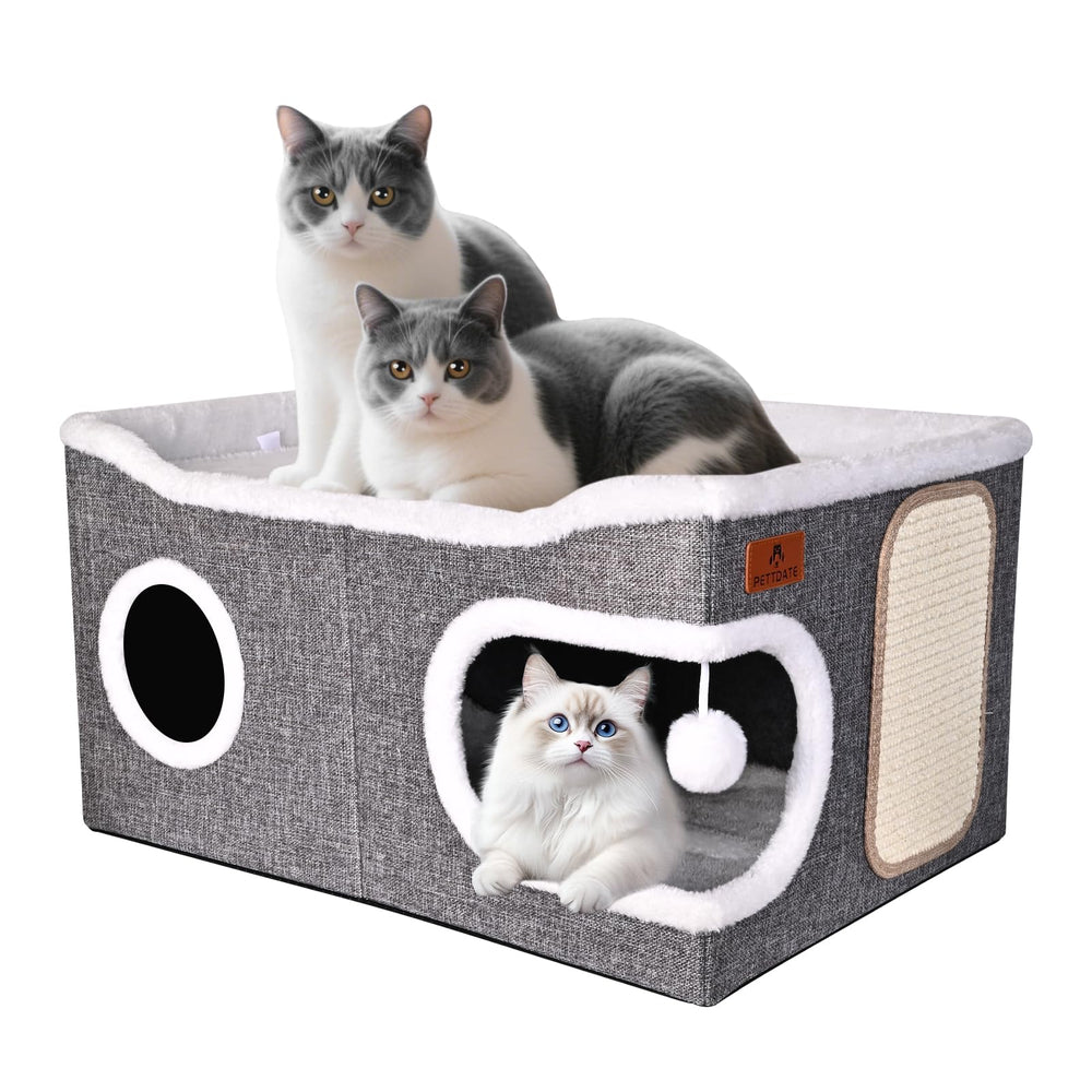 PETTDATE comparaison d'échelle montrant taille adaptée aux grands chatons