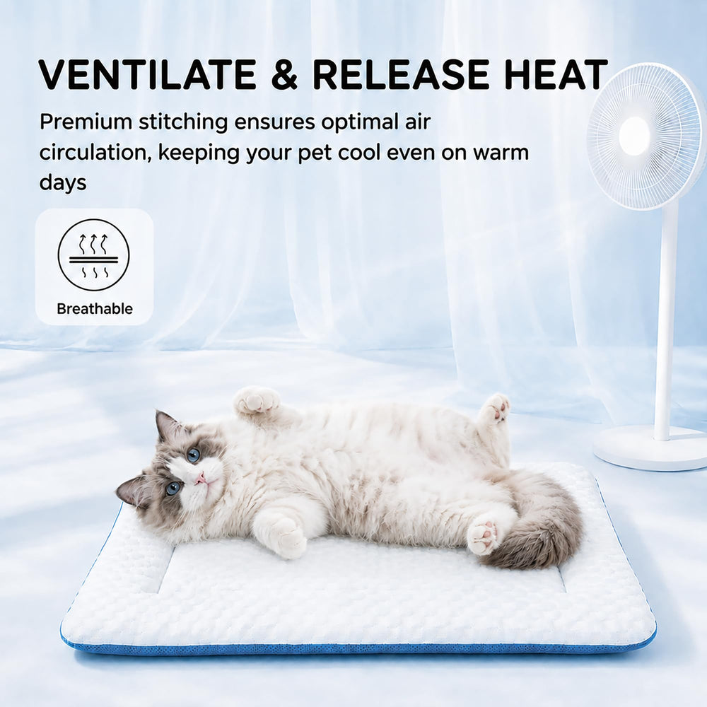 PetTemp chat allongé profitant fraîcheur et repos apaisé