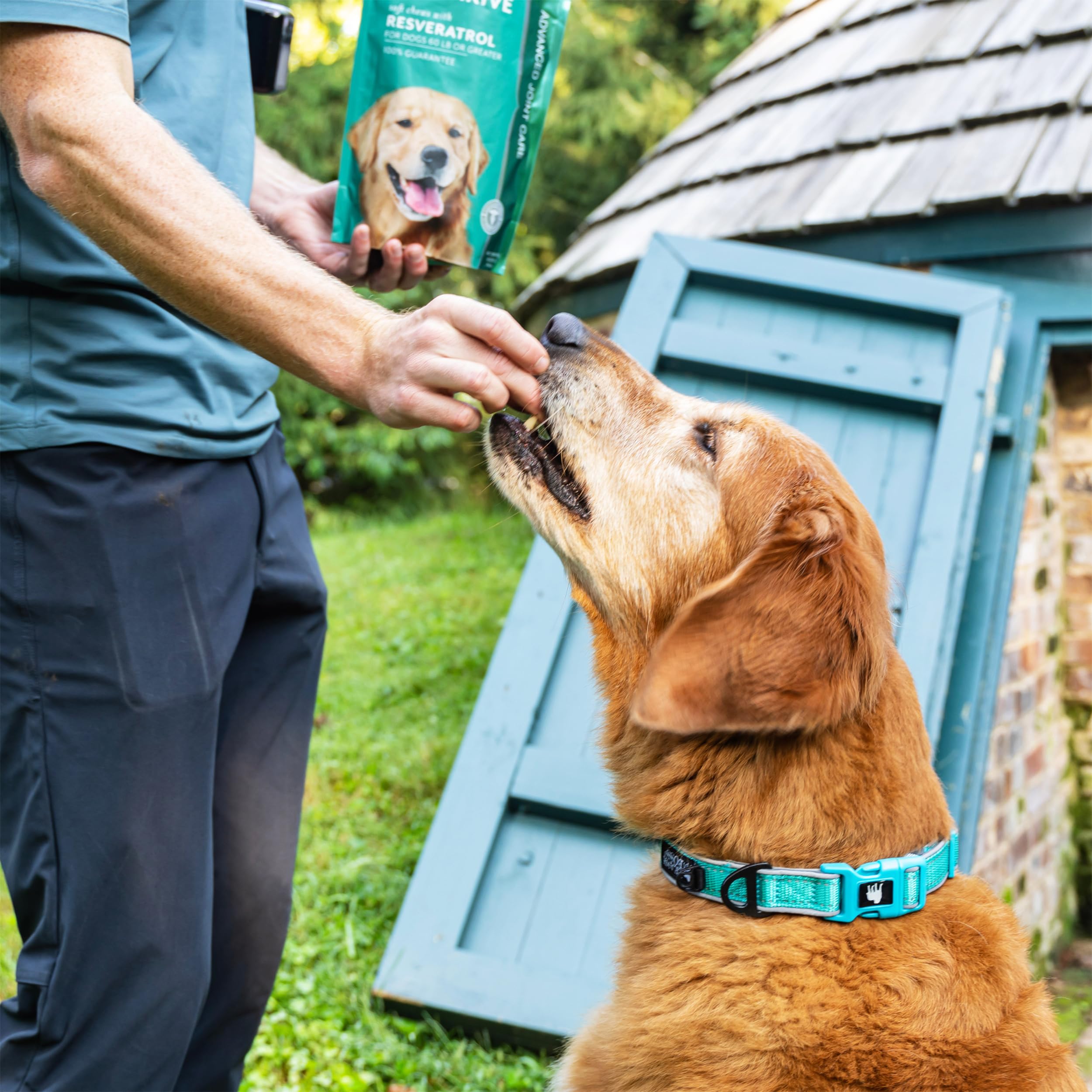 PetThrive chien dégustant la friandise bacon illustrant acceptation facile