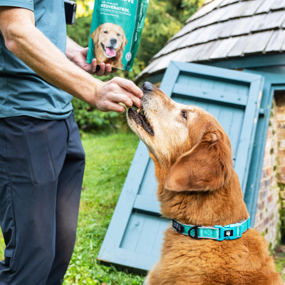 PetThrive chien dégustant la friandise bacon illustrant acceptation facile