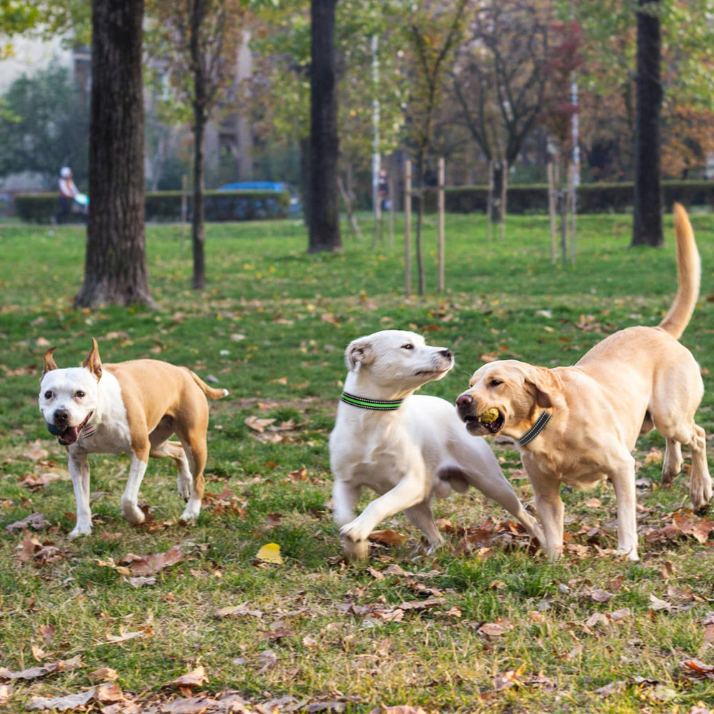 PETURE emballage et couleurs distinctes montrant le choix pratique pour plusieurs chiens