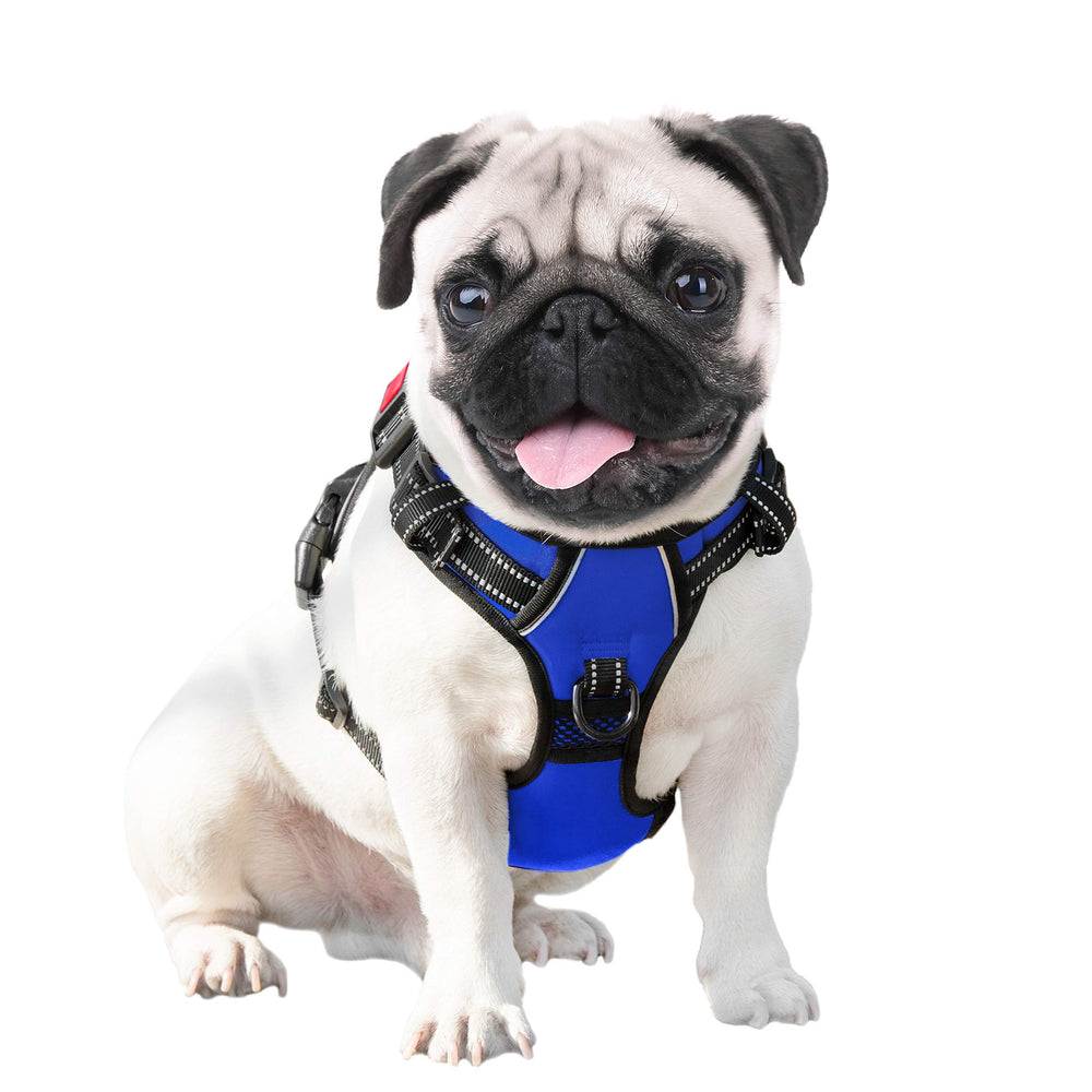 PHOEPET comparaison d'échelle pour faciliter le choix de taille