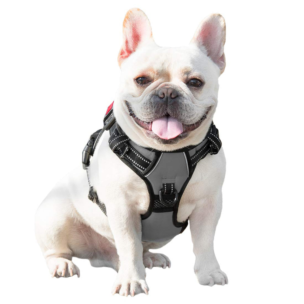 PHOEPET harnais chien en balade illustrant sécurité et liberté de mouvement