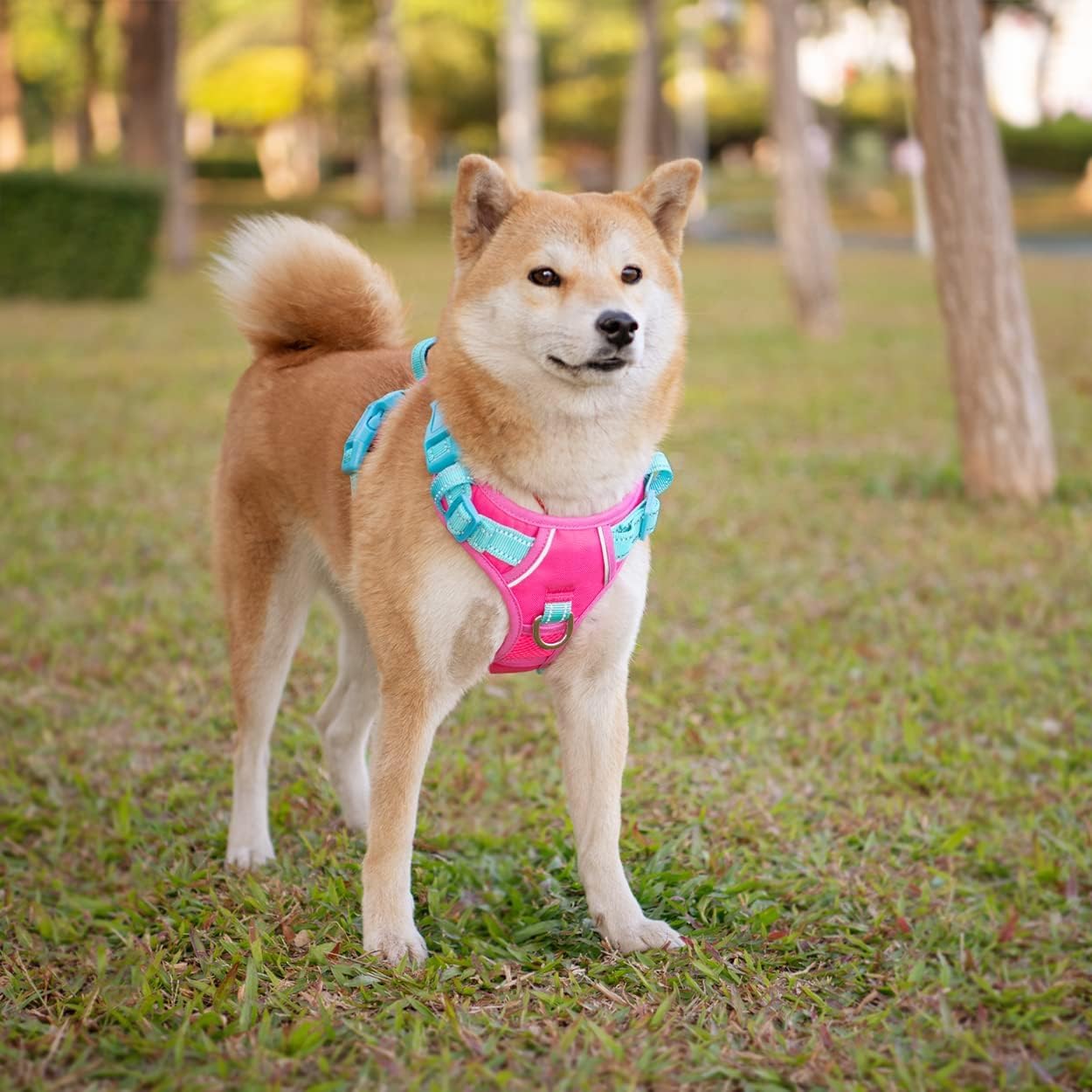 PHOEPET harnais porté par chien en promenade pour visibilité nocturne