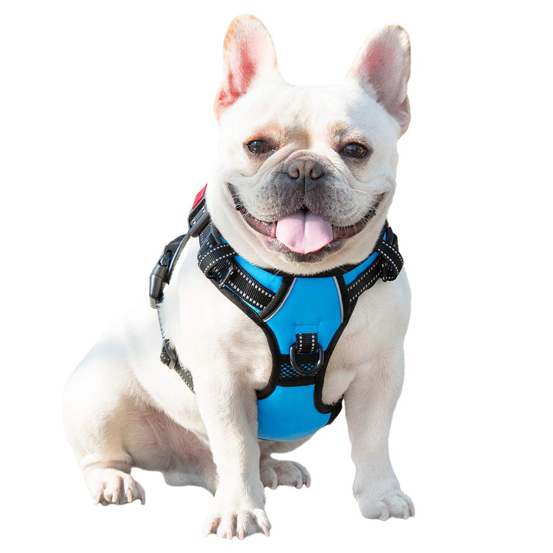 PHOEPET petit chien en promenade montrant usage quotidien sécurisé