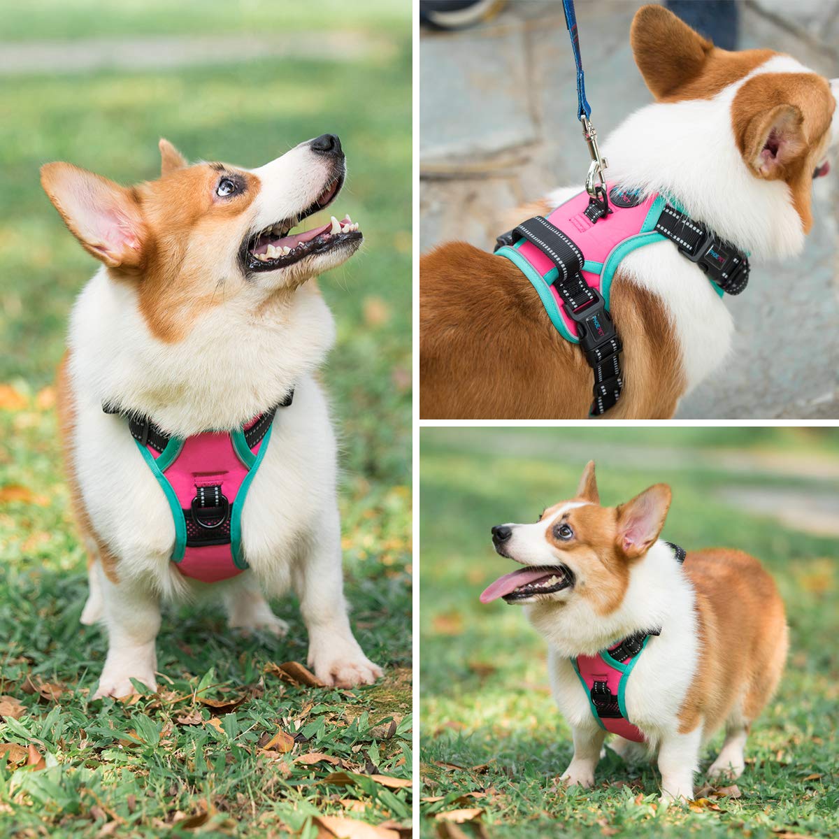 PHOEPET harnais détail sangle résistante pour durabilité
