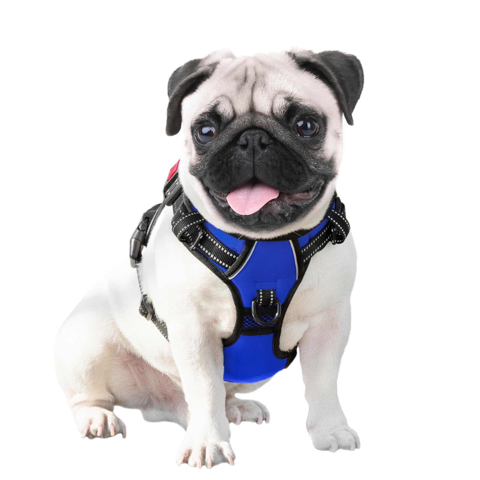 PHOEPET comparaison taille montrant adaptation chiens moyens