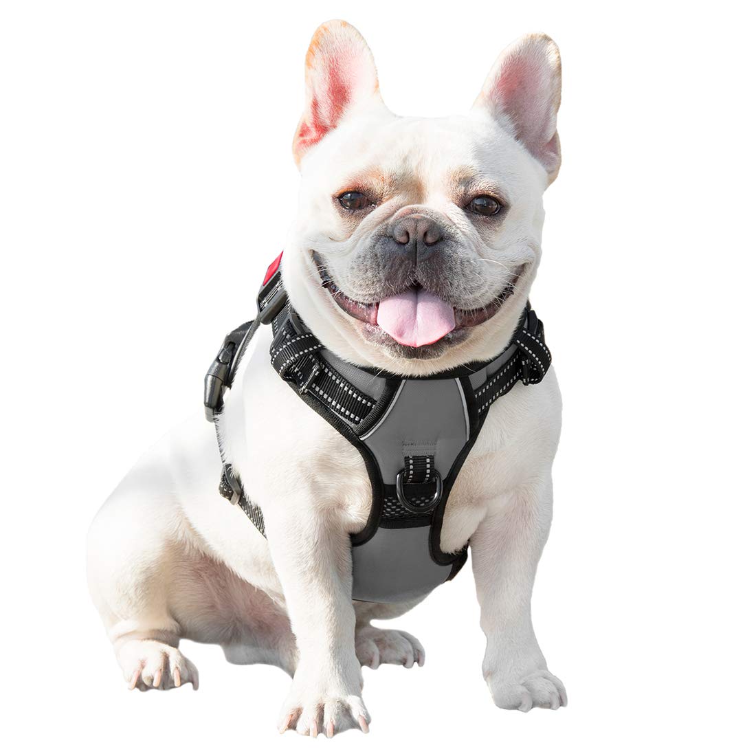 PHOEPET harnais côte à côte avec chien moyen pour comparaison taille