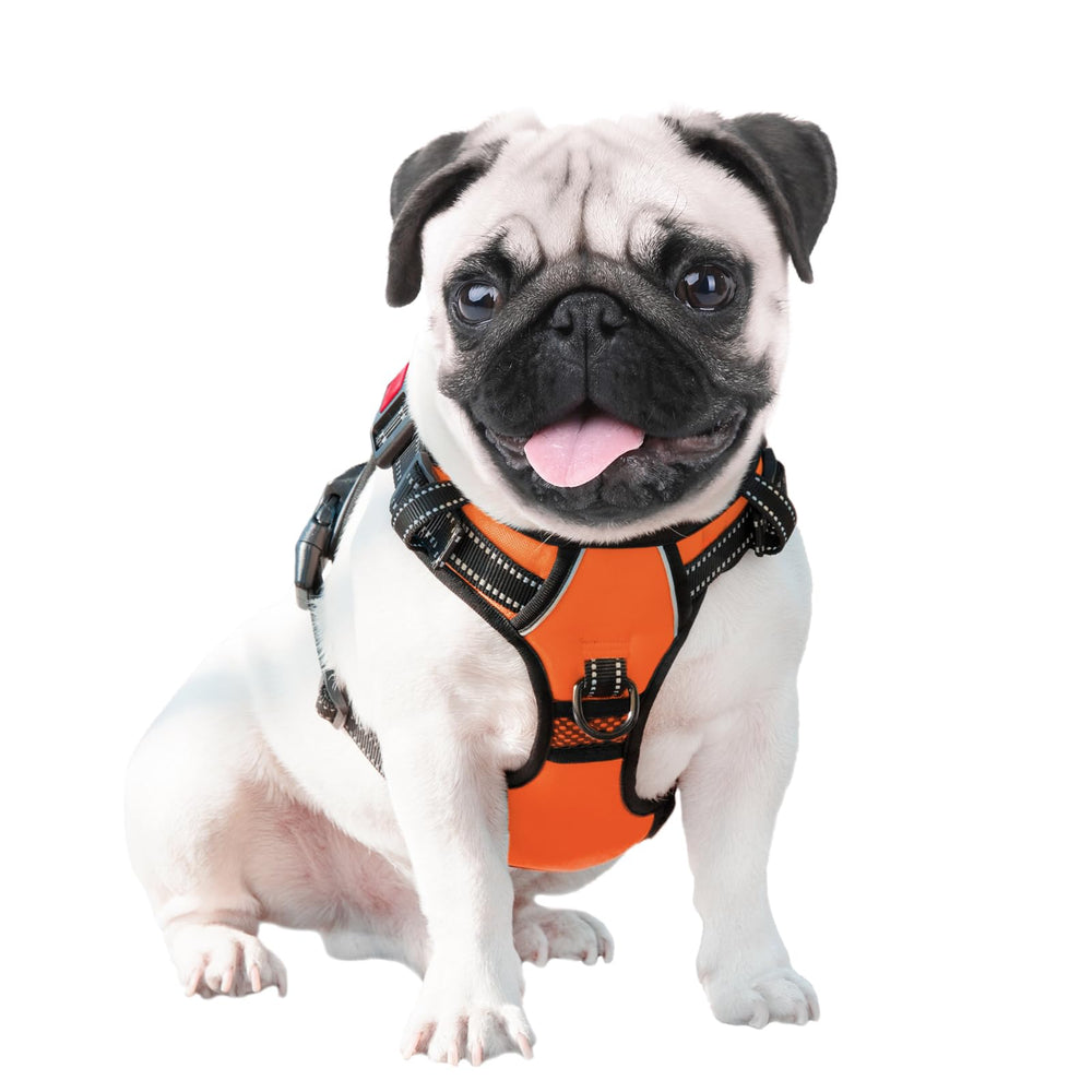 PHOEPET comparaison taille et échelle pour choix de la taille moyenne