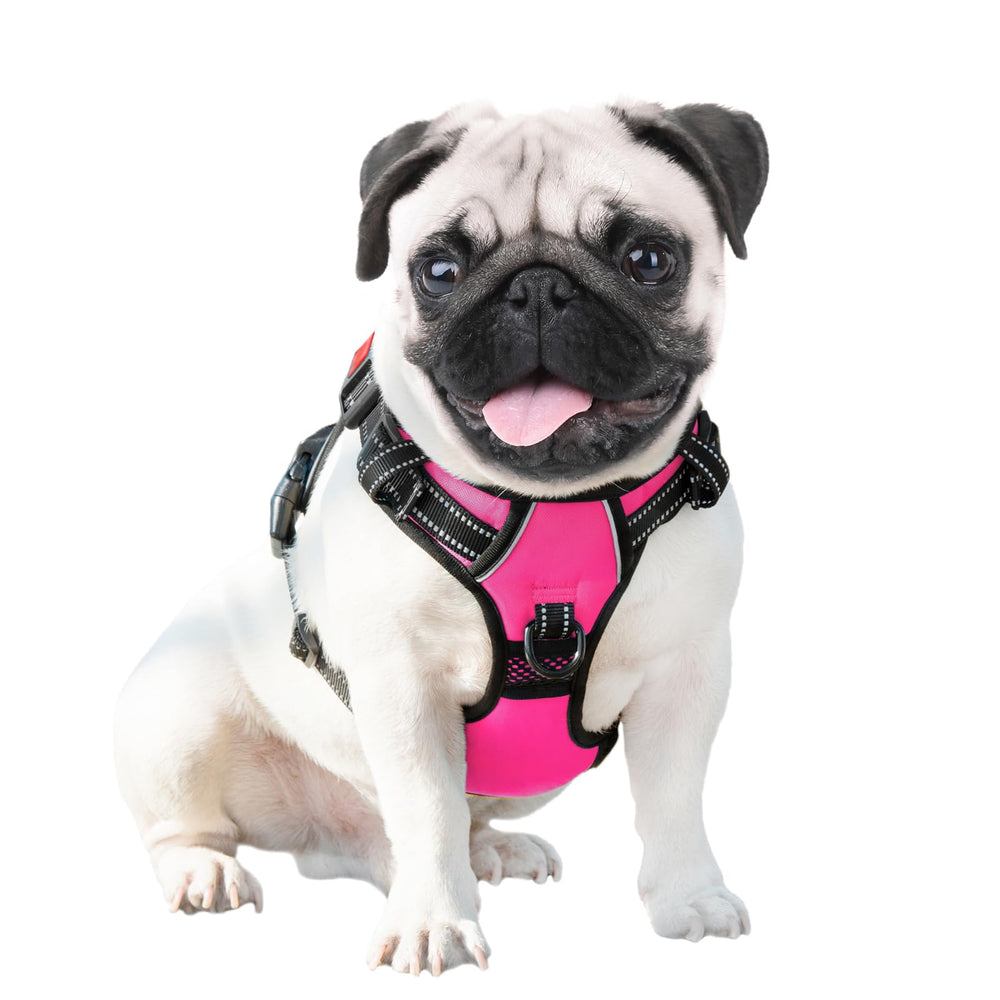 PHOEPET harnais porté par grand chien pour promenade sûre et stable