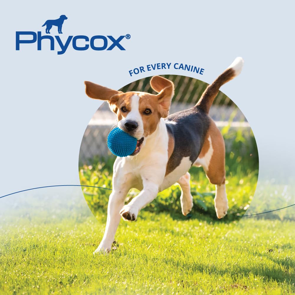 PhyCox chien senior en extérieur illustrant amélioration de la mobilité