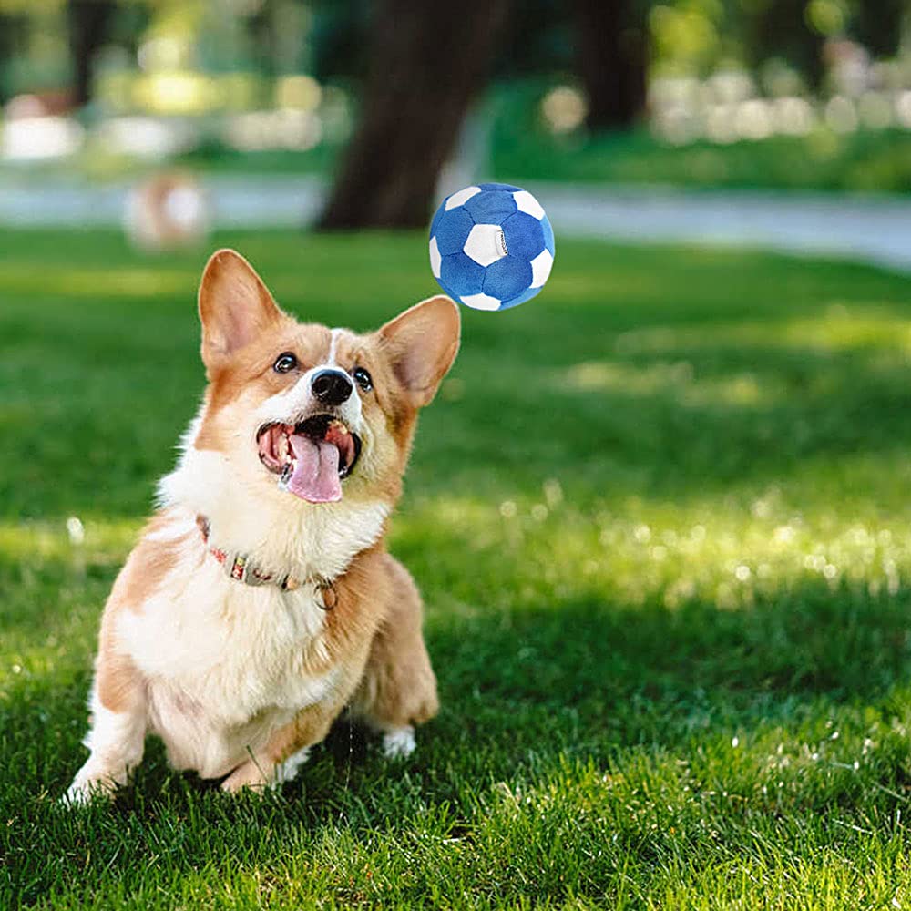 PIANG GOUER chiot jouant avec balle, encourage exercice et jeu