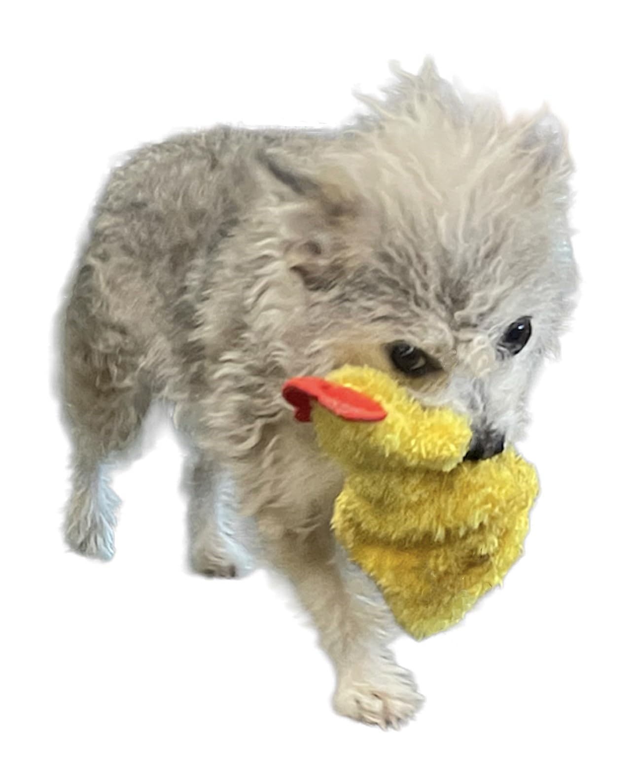 Piggy Poo and Crew jouet en usage avec chiot pour jeu interactif