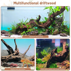 PINVNBY comparaison taille illustrant 18–28 cm pour choix d'aquarium