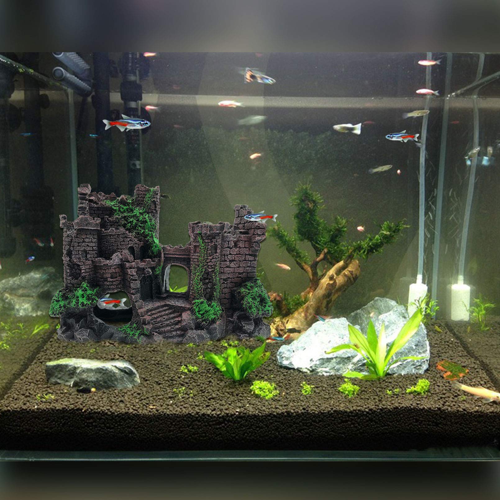 PINVNBY décor installé dans terrarium créant environnement stimulant