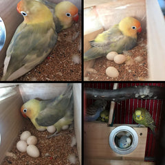 Gros plan PINVNBY texture bois non toxique pour confort des oiseaux