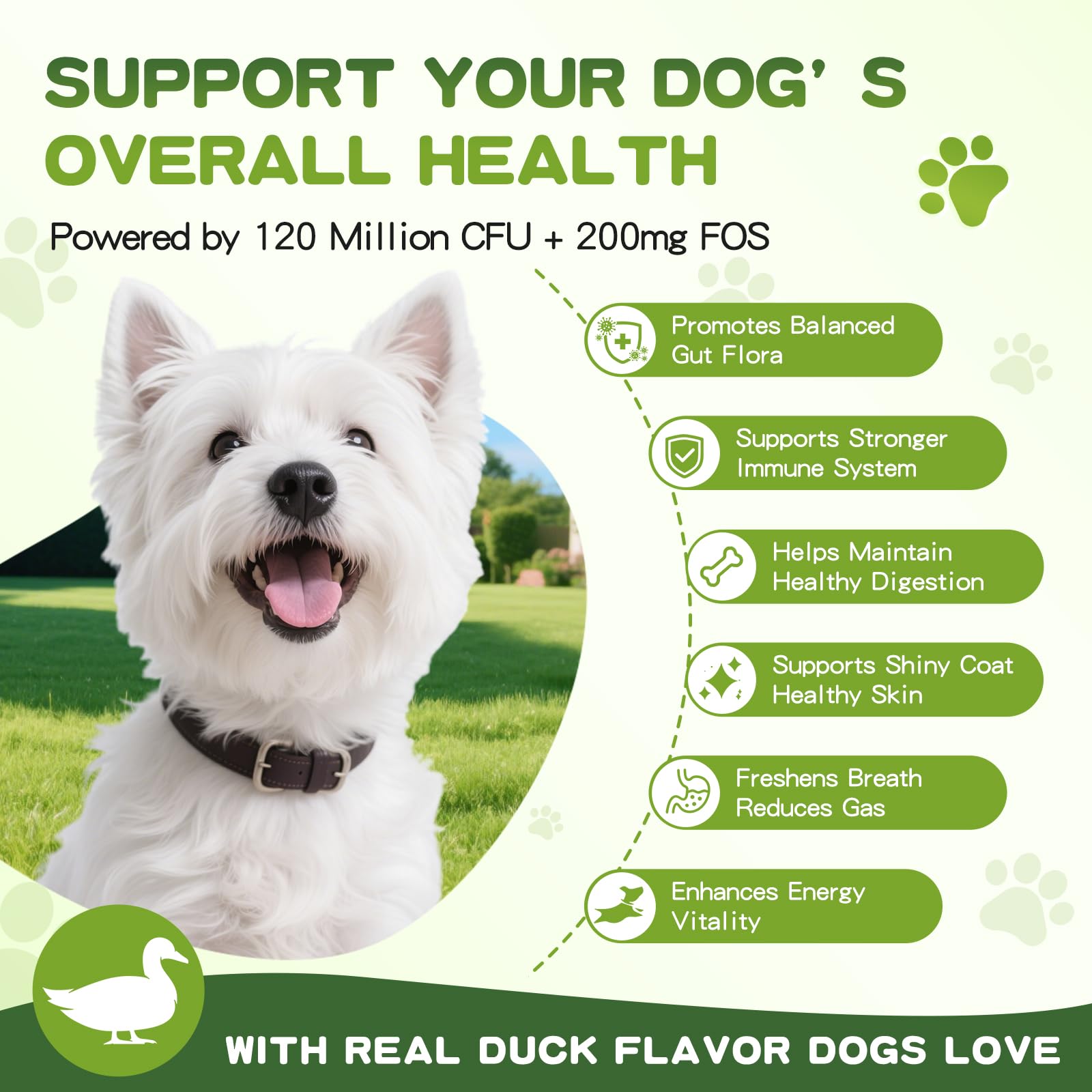 chien acceptant un mastic PIOUOK goût canard, favorise la routine quotidienne