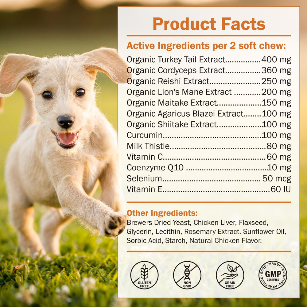 PKperekond chien actif en promenade illustre vitalité retrouvée
