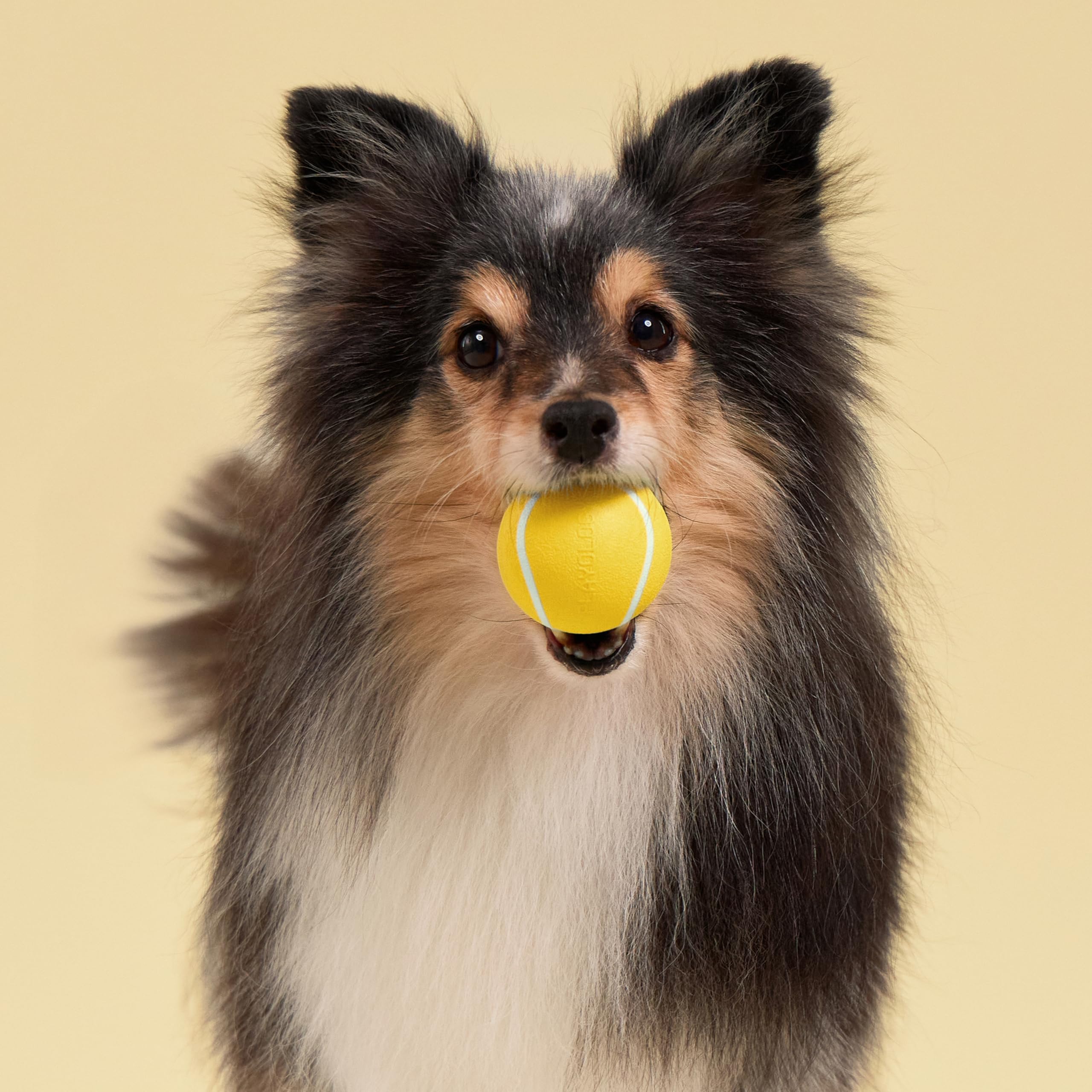 Playology balle en cours d'utilisation intérieure, divertit et engage l'animal