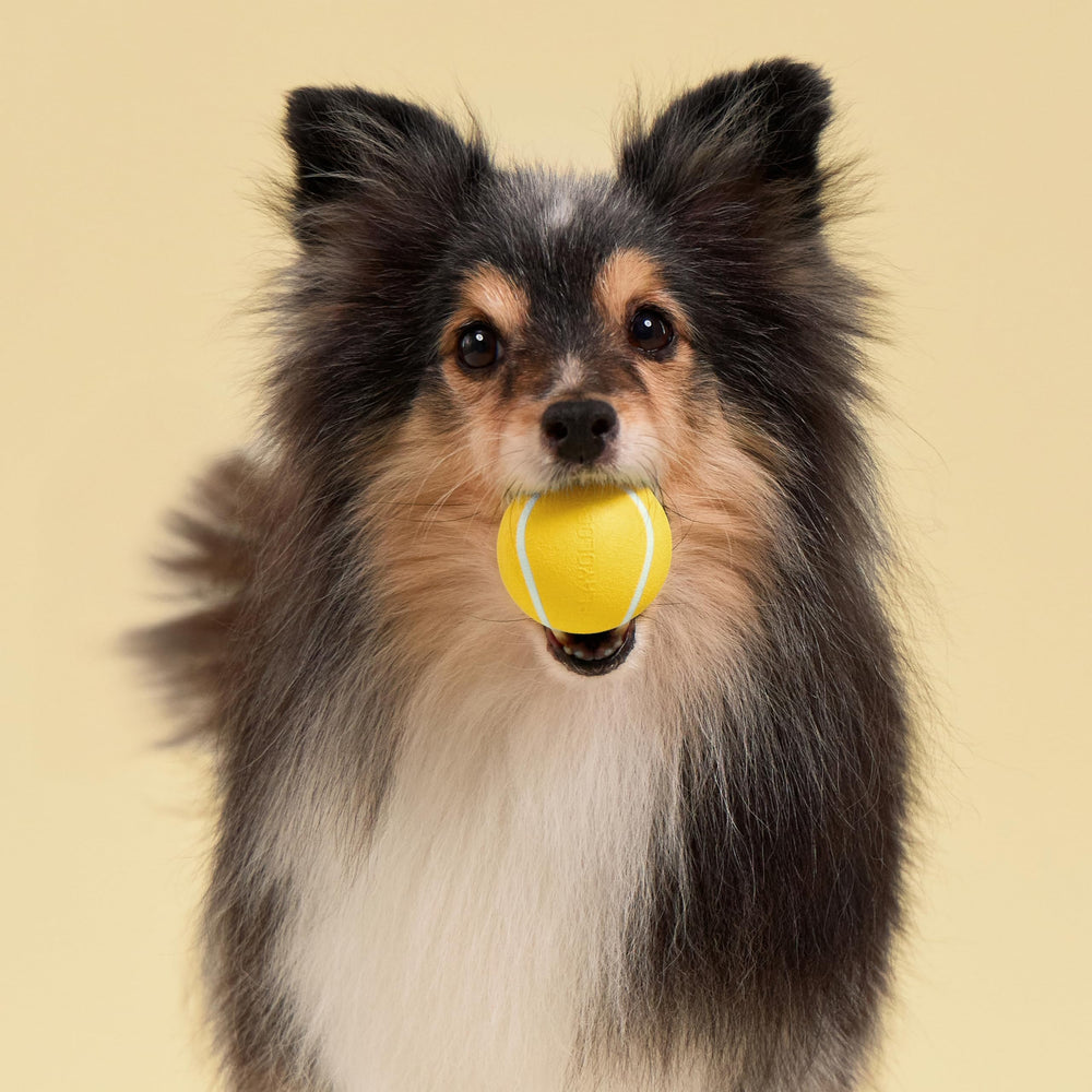 Playology balle en cours d'utilisation intérieure, divertit et engage l'animal