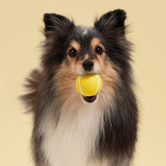 Playology balle en cours d'utilisation intérieure, divertit et engage l'animal
