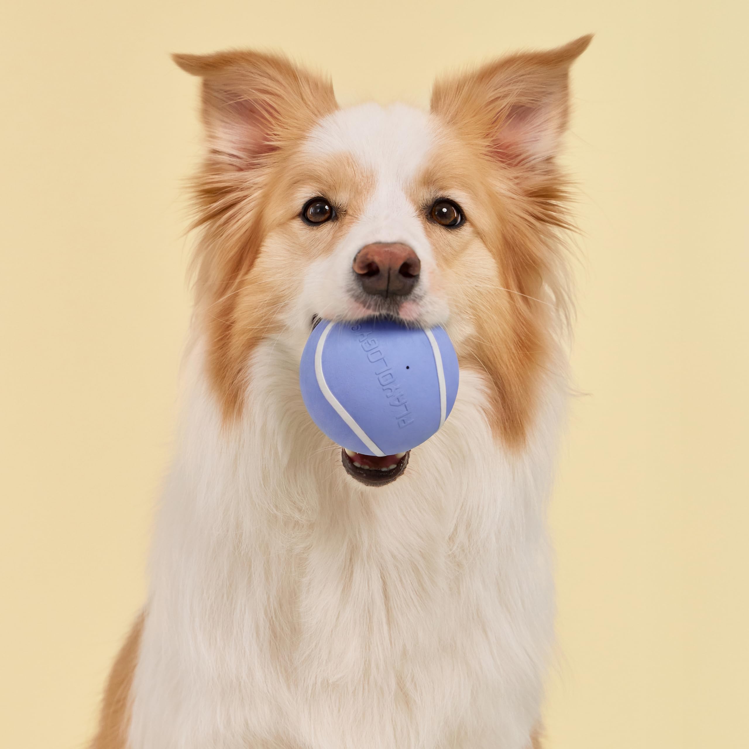 Playology balle tenue par un chien en bouche, stimulant le jeu et l’activité