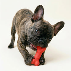 Playology os tenu par petite patte de chien illustrant prise et excitation
