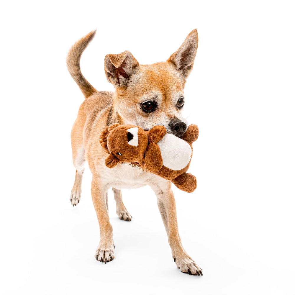 Playology peluche écureuil dans la gueule d'un chiot, stimulation olfactive
